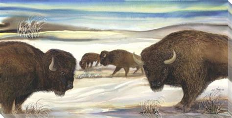 Bison in the Snow Wrapped Canvas Giclee Print Wall Art - Wall Decor ...