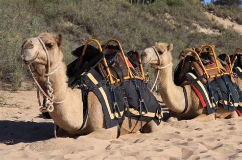 Camel Tours on Cable Beach Broome Broome, Western Australia Stock Photo ...