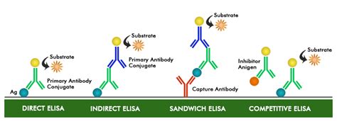 What is ELISA? - Introduction, Procedure, Types, Applications ...