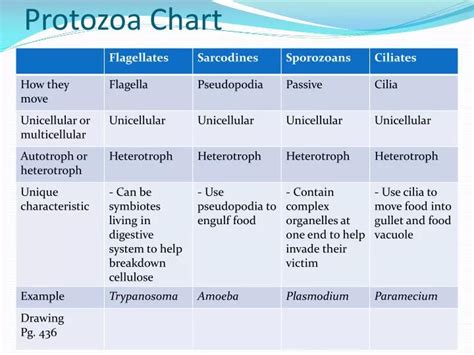 Protozoa Identification Chart