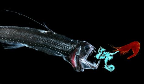 A Scientist Reveals the Bioluminescent Magic of the Deep-Sea World ...