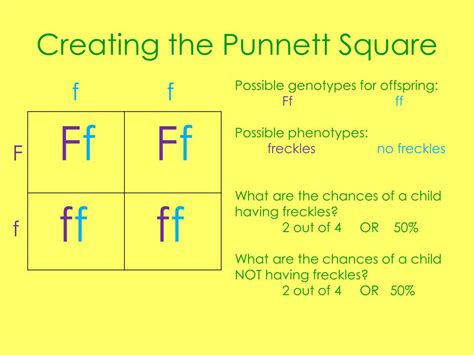 Fragile X Syndrome Punnett Square