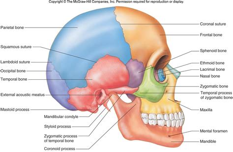 Skull Lateral View Unlabeled | www.imgkid.com - The Image Kid Has It!