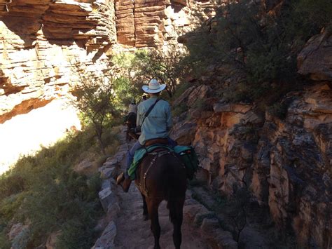 Westward HO!!!: The Phantom Ranch Mule Ride-round 1