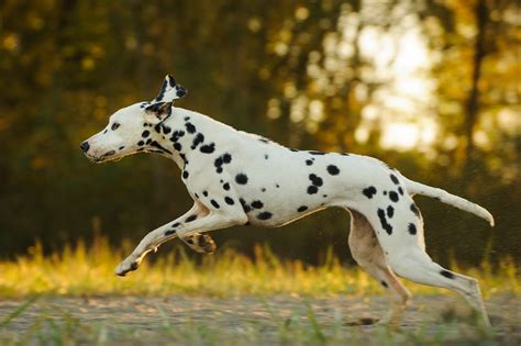 13 Fastest Dog Breeds in the World | Reader's Digest