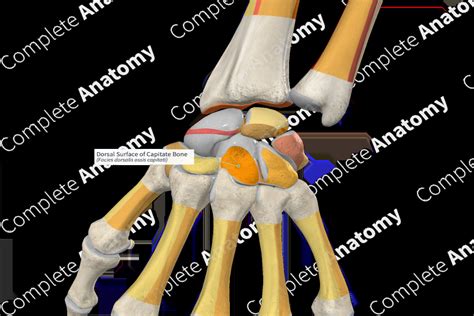 Dorsal Surface of Capitate Bone | Complete Anatomy