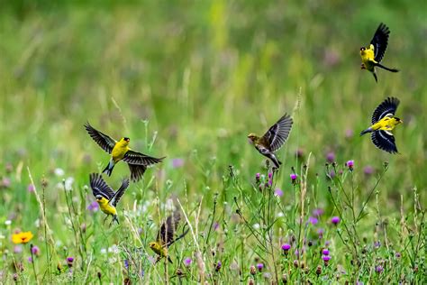 Protecting Birds & Wildlife