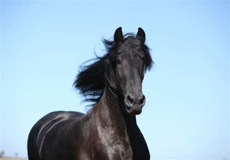 How Much Does a Friesian Horse Cost - Bay Area Equestrian Network