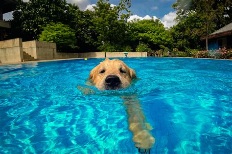 Can Puppies Go In Pools