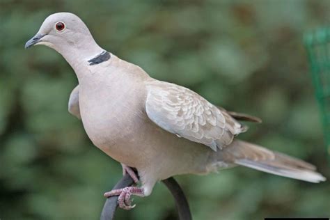 Eurasian collared dove - Invasive Species Council of British Columbia