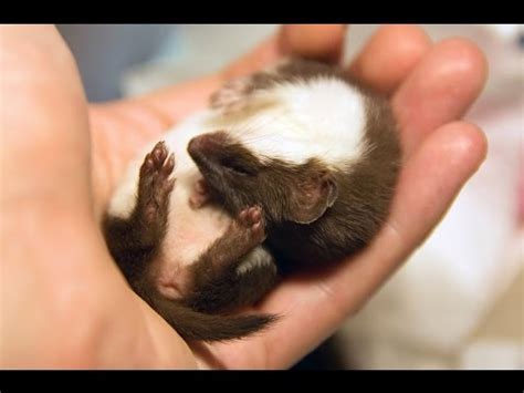 baby weasel playing video - YouTube