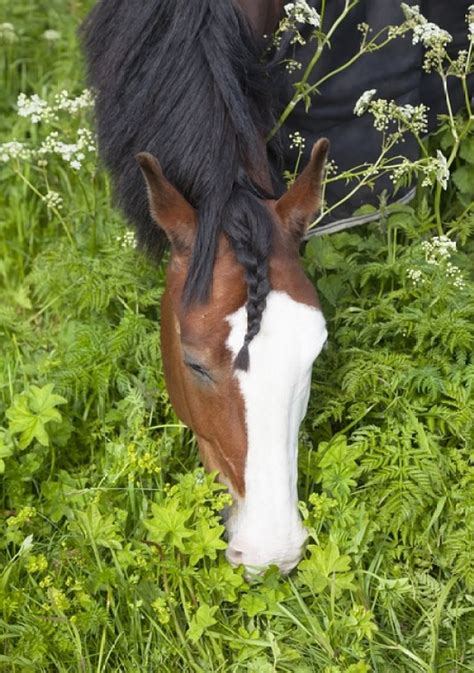 BRAIDED HORSE MANES: Why, How-to & Expert Advice - Braid Secrets