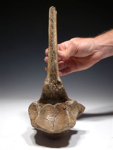 WOOLLY RHINO FOSSIL RHINOCEROS VERTEBRA