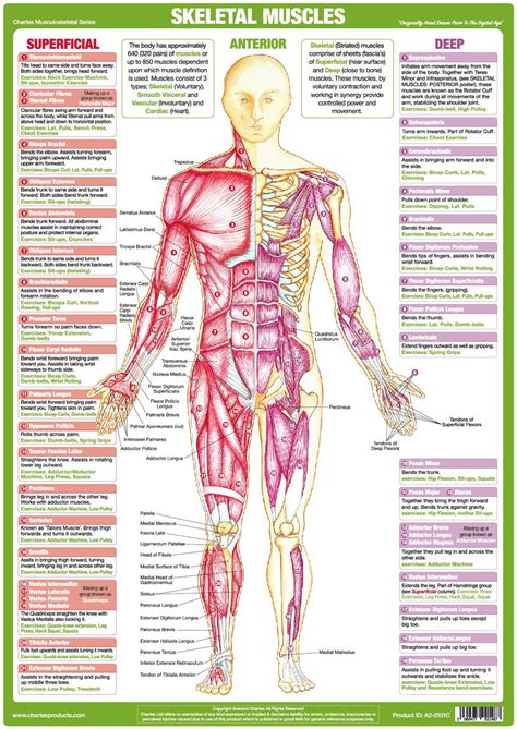 Muscle Anatomy Chart - Anterior – Chartex Ltd