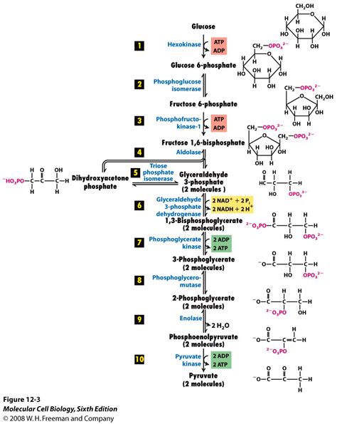 Which steps in the glycolysis pathway are not reversible? | Socratic ...