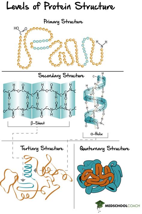 Biochemistry Diagram Show Levels Of Protein Structure From Amino Acid ...