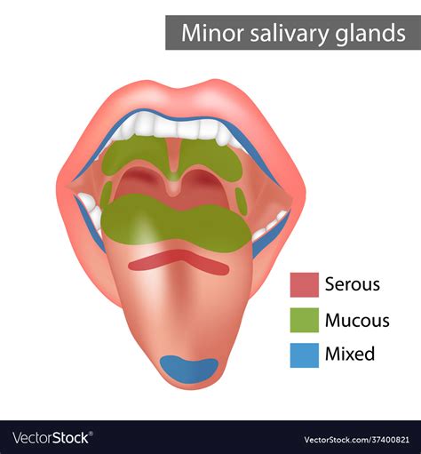 Mucous And Serous Glands