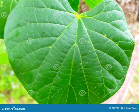 Brotowali Medicinal Plant Leaves are Green Stock Photo - Image of food ...