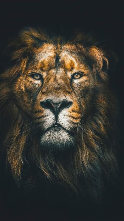 Black Lion, King, Lion HD phone wallpaper | Pxfuel