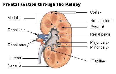 Renal vein - wikidoc