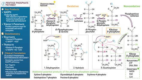 Biochemistry: Pentose Phosphate Pathway | ditki medical & biological ...