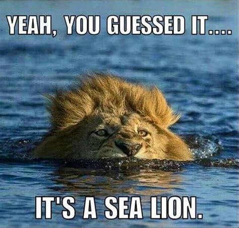 Sea Lion Meme