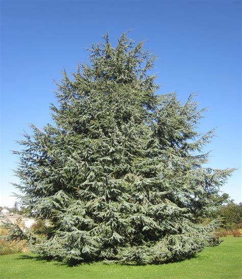 Tree Species Families - Tree Guide UK - tree species families