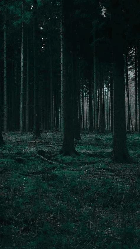 Dark Forest Wallpaper | Живописные пейзажи, Пейзажи, Мрачные места