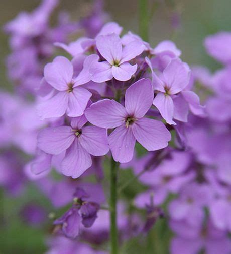 Lunaria Plant Growing & Care Guide for Gardeners