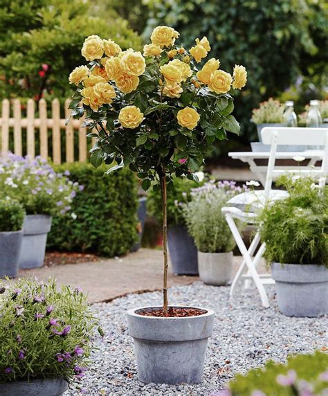 Sunny Knockout Rose – Tree Form in 2020 | Knockout rose tree, Rose ...