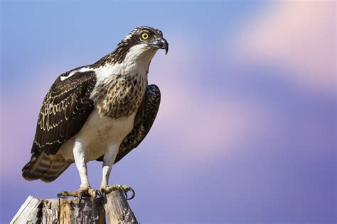 Osprey Bird Facts | Pandion Haliaetus