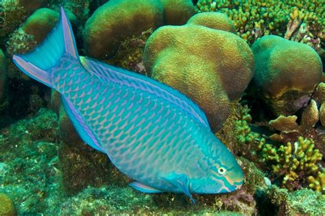 To Save Coral Reefs, Start With Parrotfish — Ayana Elizabeth Johnson