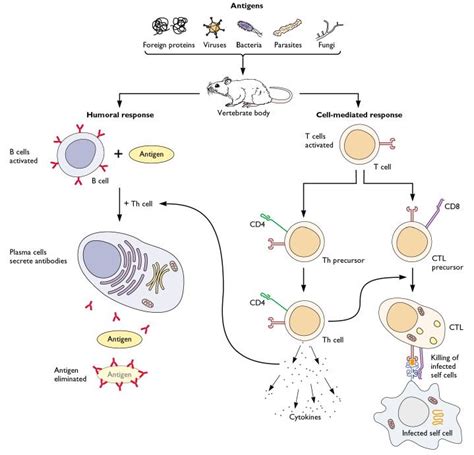 adaptive-immune-system | Adaptive immune system, Immune defense, Immunity