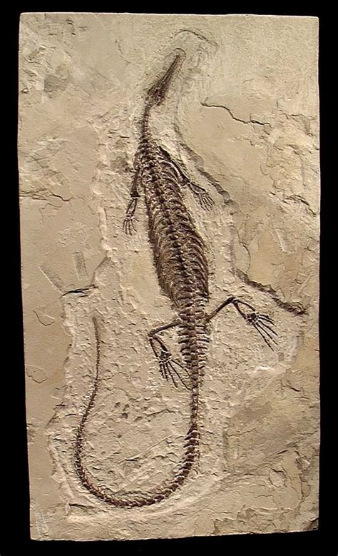 Fossil Mesosaur (Mesosaurus urasiliensis) Permian Period 298-248 ...