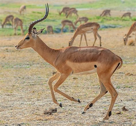 Impala - Simple English Wikipedia, the free encyclopedia