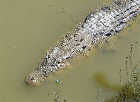 Crocodylus porosus Schneider 1801 - Plazi TreatmentBank