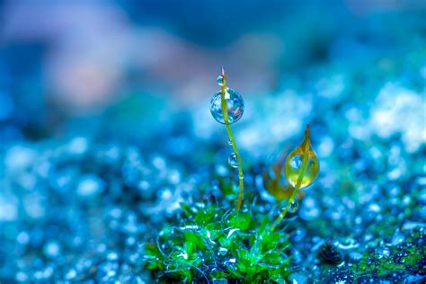 photo Manipulation, Nature, Macro, Colorful, Green, Blue, Depth Of ...