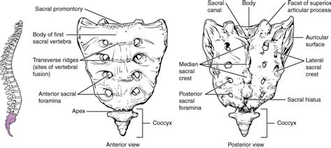 Sacral Vertebrae Diagram