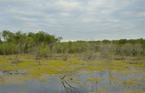 Image Gallery: Return to Lake Apopka Restoration Area - Volusia Naturalist