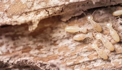 Western Subterranean Termite Control in Utah. Thorn