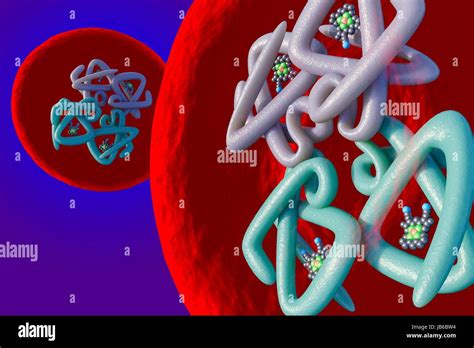 Structure Of The Red Blood Cell