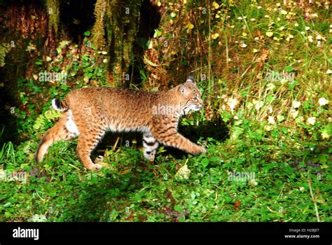 A bobcat walks in the Hoh Rain Forest at Olympic National Park near ...