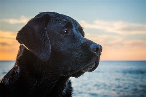 Black Lab: The Best Labrador Retriever? | Perfect Dog Breeds