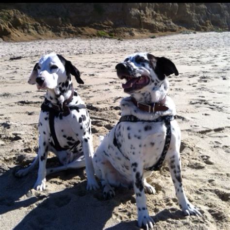 Rocky, on the right, was adopted from Dalmatian Rescue of Southern ...