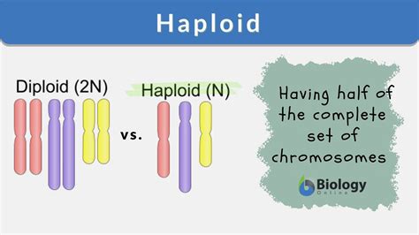 What Is A Diploid Cell - Meiosis Metaphase 2 Anaphase 2 Prophase 2 ...