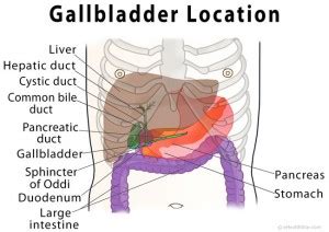 Gallbladder Pain Location Diagram, Symptoms, Causes, Relief - eHealthStar