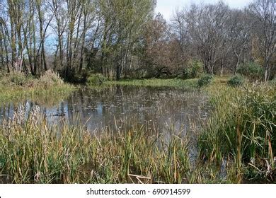 Marshy Area Park Stock Photo 690914599 | Shutterstock