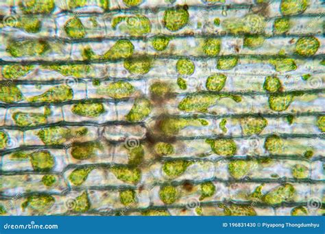 Cell Structure Hydrilla, View of the Leaf Surface Showing Plant Cells ...