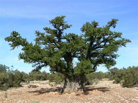 Sideroxylon spinosum - Biodiversité végétale du sud-ouest marocain