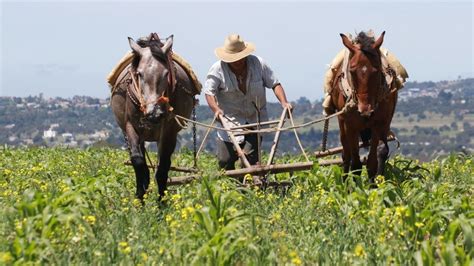 Productores agrícolas - El Heraldo de México